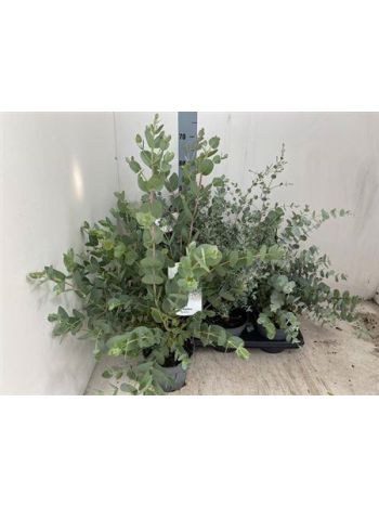 EUCALYPTUS
