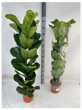 FICUS LYRATA