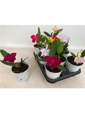 CATTLEYA