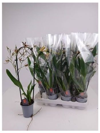 ORCHIDEEEN GEM