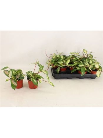 HOYA C TRICOLOR