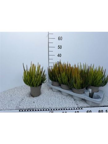 CALLU SKYLINE TRIO G