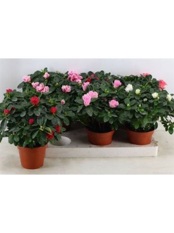 RHODO SI VOGEL GEM *6