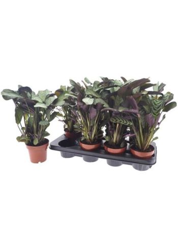 CTENANTHE AMAGRIS