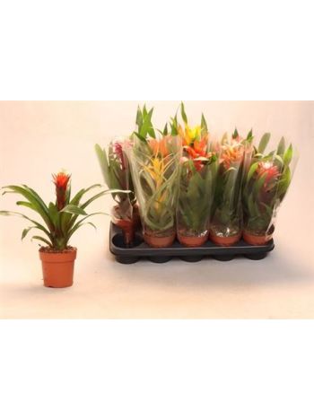 BROMELIA GEM ALACSONY