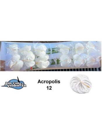ANTH A ACROPOLIS *12