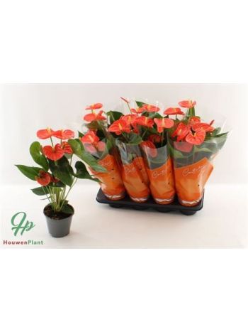 ANTHU AN SIER ORANGE