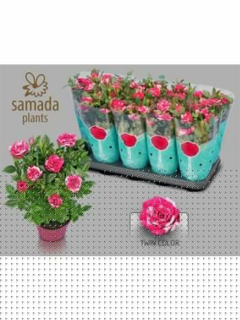 RO TU TWIN COLOUR ST