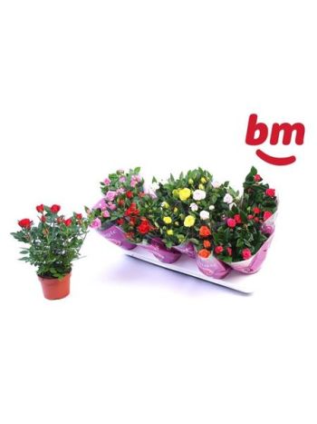 RO B MONDE GEM