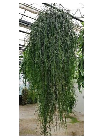 RHIPSALIS FLOCOSA NAGY