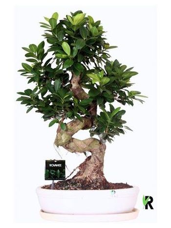 FICUS MICROCARPA KERÁMIÁS
