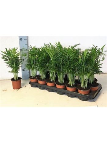 CHAMAED ELEGANS