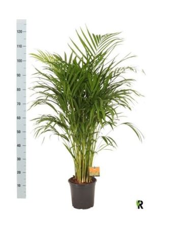 DYPSIS LUTESCENS