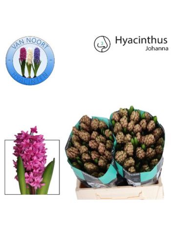 HYAC JOHANNA
