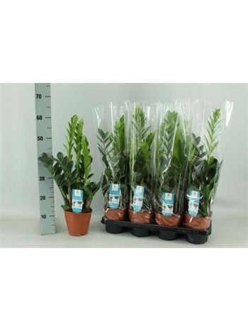 ZAMIOCULCAS ZAMIIFOL