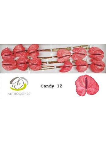 ANTH A CANDY *12