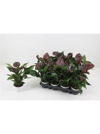 ANTHU A PARIS BLACK