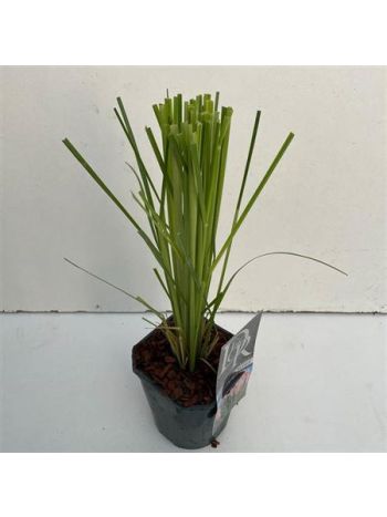 CORTADERIA SELL. ROSEA