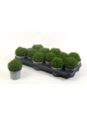 HEBE EMERALD