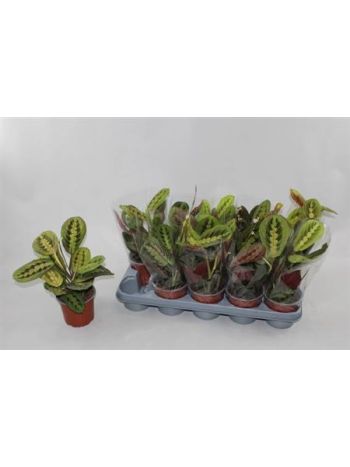 MARANTA FASCINATOR
