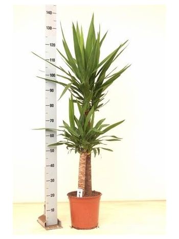 YUCCA 2 TÖRZSES