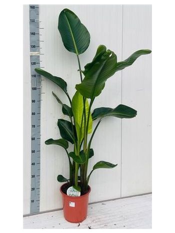 STRELITZIA NICOLAI