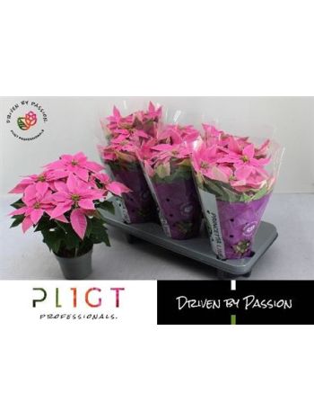 EUPHOR P PRI HO PINK