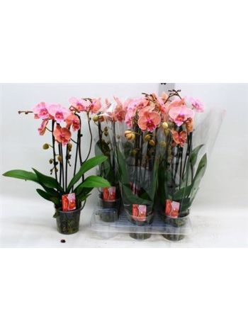 PHAL 2 ÁG CASCADE NARANCS