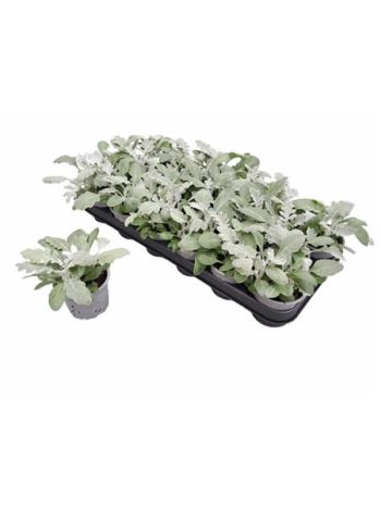 SENECIO CINERARIA