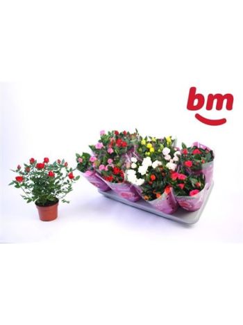 RO B MONDE GEM