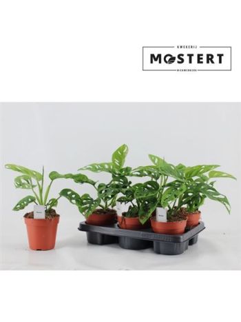 MONSTERA OB