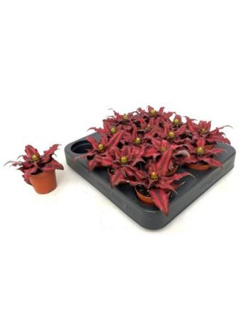 CRYPTAN BIV RED STAR