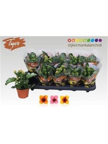 KAL EN TIGER GEM