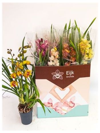 CYMBIDIUM GEM 3+