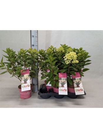 HYDR PANICULATA