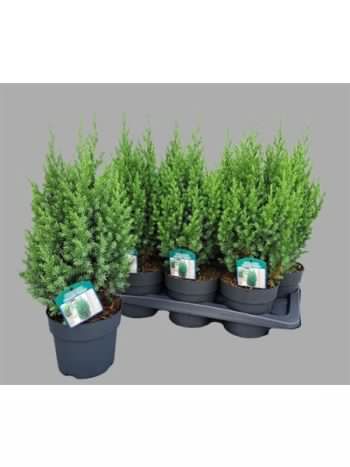 JUNI CH STRICTA