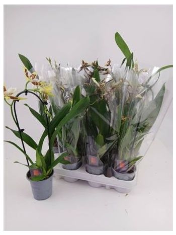 ORCHIDEEEN GEM