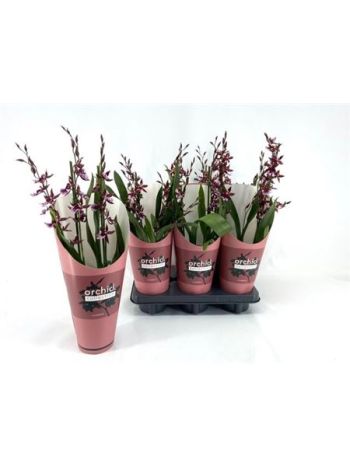BUR BARROCCO RED