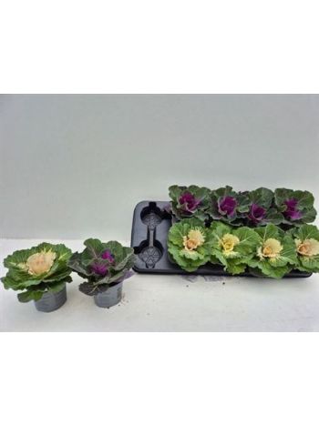 BRASSICA (SIERKOOL)