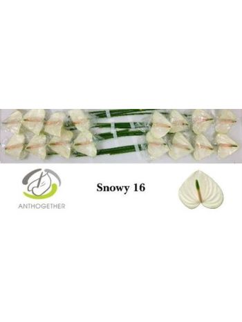 ANTH A SNOWY *16