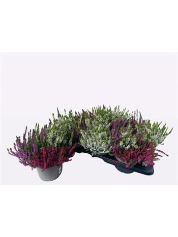 CALLU WIBOS TRIO 17 CM