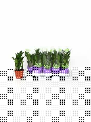 ZAMIOCULCAS ZAMIIFOL
