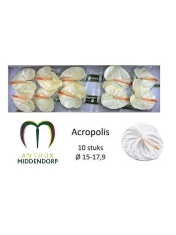 MRAVENISKO NA AKROPOLE *10