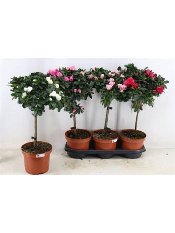 RHODO TÖRZSES