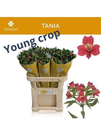 ALSTR TANIA
