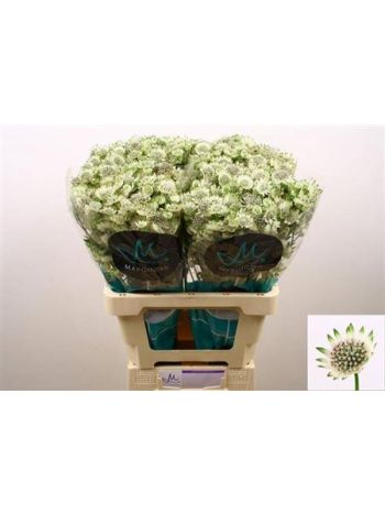 ASTR BILLION STAR XL 60CM