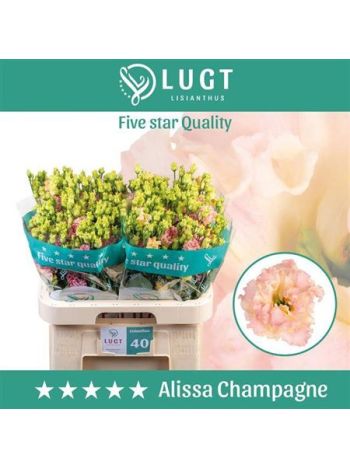 EUS  G ALISSA CHAMPAG