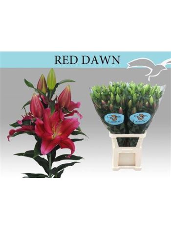 LI OR RED DAWN