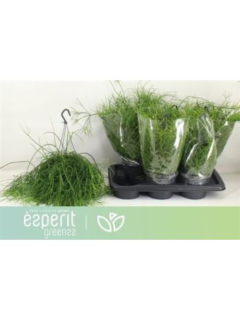 RHIPSALIS BA OASIS