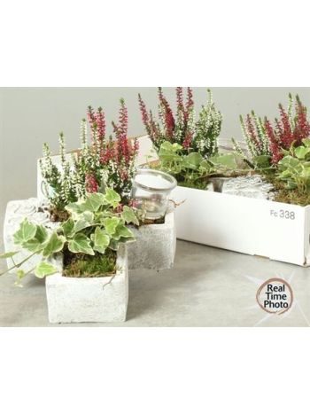 Ö. CALLUNA HEDERA MÉCSES KERESZT
